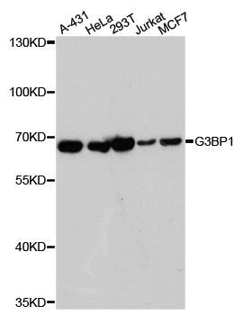 Western blot - G3BP1 Polyclonal Antibody (144-014836)