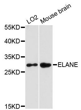 Western blot - ELANE Polyclonal Antibody (144-013015)