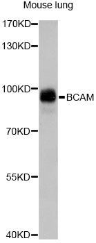 Western blot - BCAM antibody (144-60773)