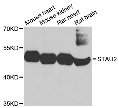 Western blot - STAU2 antibody (144-03413)
