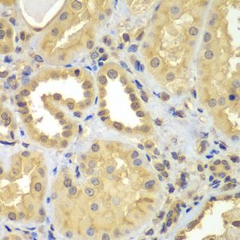 Immunohistochemistry - CIAO1 antibody (144-07355)