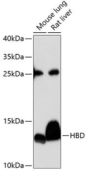 Western blot