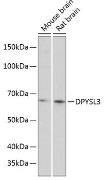 Western blot
