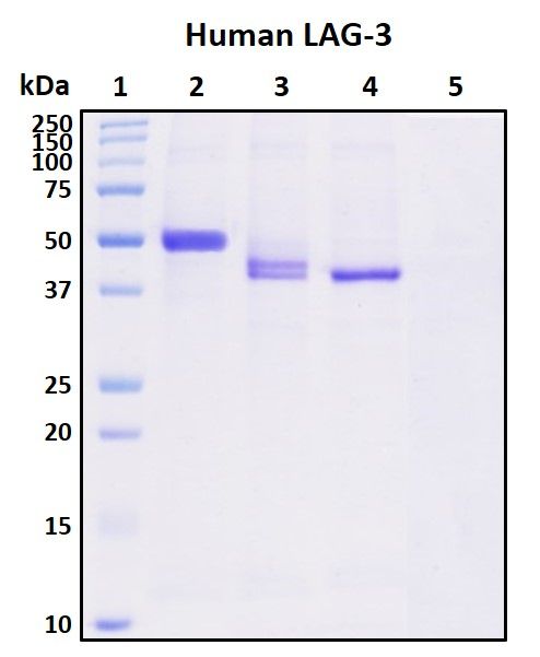 SDS-PAGE