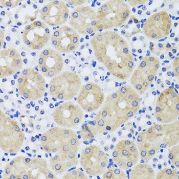 Immunohistochemistry - FGF13 antibody (144-07895)