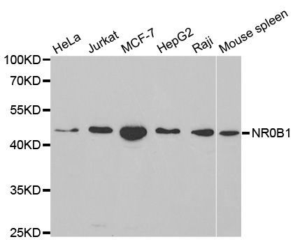 Western blot - NR0B1 antibody (144-01740)