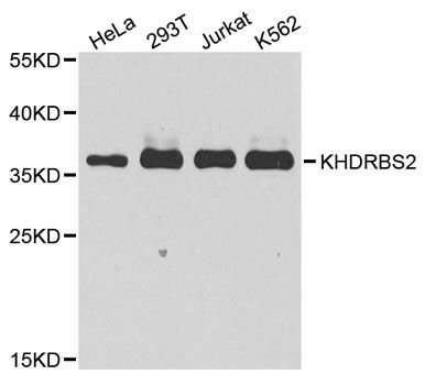 Western blot - KHDRBS2 antibody (144-06102)