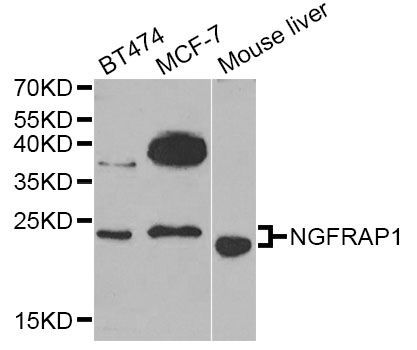 Western blot - NGFRAP1 Antibody (144-07296)