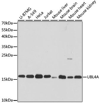 Western blot - UBL4A antibody (144-04211)