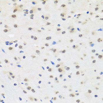Immunohistochemistry - SAFB2 antibody (144-04330)