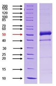 SDS-PAGE