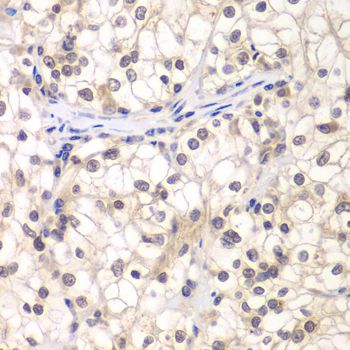 Immunohistochemistry - USF1 antibody (144-60393)