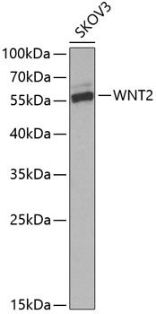 Western blot