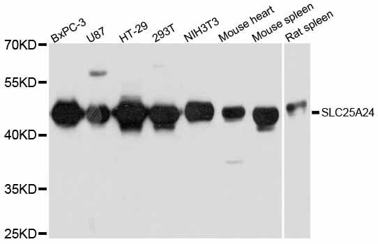 Western blot - SLC25A24 Polyclonal Antibody (144-12138)