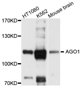 Western blot - AGO1 antibody (144-06022)