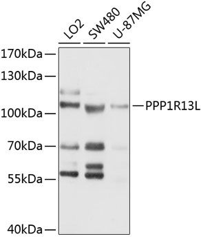 Western blot