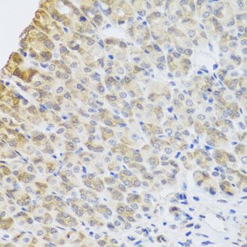 Immunohistochemistry - PER1 antibody (144-08449)