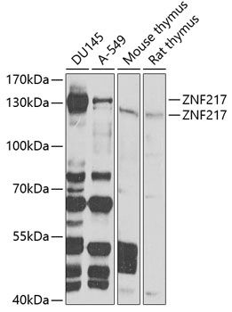 Western blot