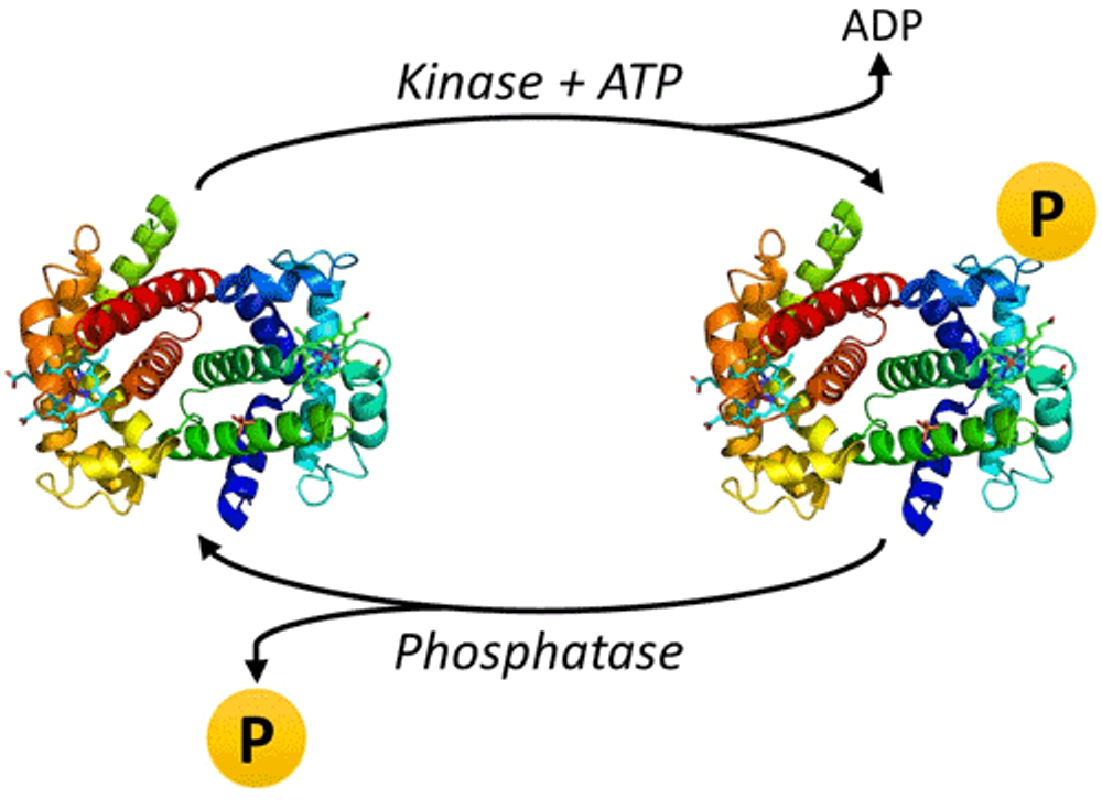 Figure 1. Addition and removal of protein phosphorylation via kinases and phosphatases.