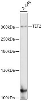 Western blot