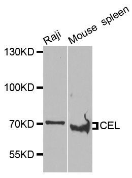 Western blot - CEL antibody (144-07652)