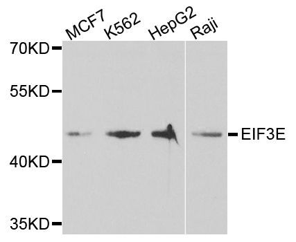Western blot - EIF3E antibody (144-05447)