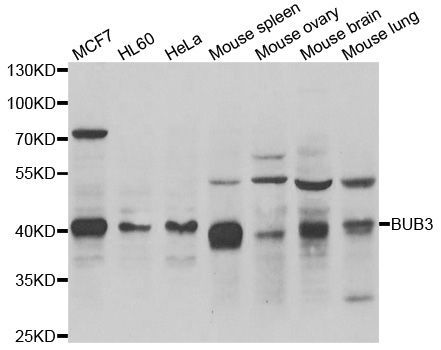 Western blot - BUB3 antibody (144-06536)