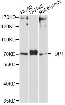 Western blot - TDP1 Antibody (144-61401)
