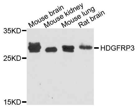 Western blot - HDGFRP3 antibody (144-08815)