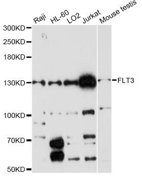 Western blot - FLT3 antibody (144-012437)