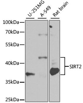 Western blot