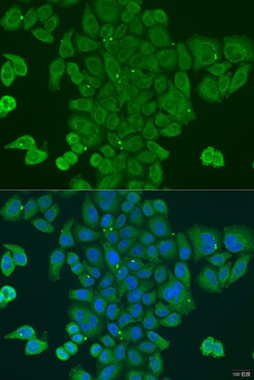 Immunofluorescence - DPM1 antibody (144-07757)