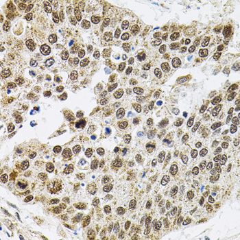 Immunohistochemistry - BAF60a Polyclonal Antibody (144-09950)