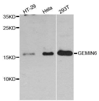 Western blot - GEMIN6 antibody (144-012375)