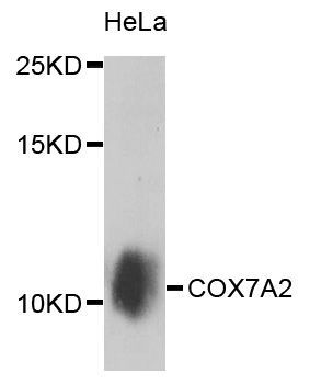 Western blot - COX7A2 antibody (144-08406)