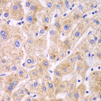 Immunohistochemistry - TXNRD2 antibody (144-05490)