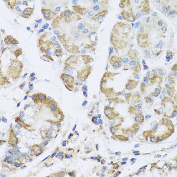 Immunohistochemistry - PRKAG1 antibody (144-07300)