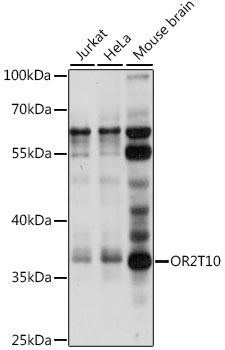 Western blot