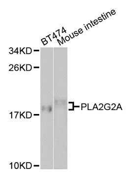 Western blot - PLA2G2A antibody (144-01234)