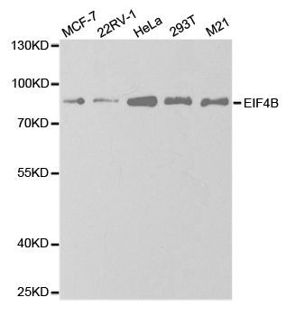 Western blot - EIF4B antibody (144-013300)