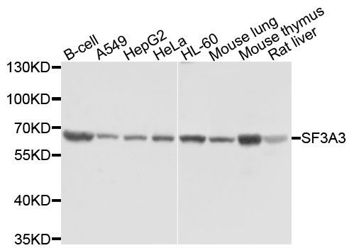 Western blot - SF3A3 Polyclonal Antibody (144-04465)