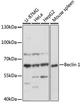 Western blot