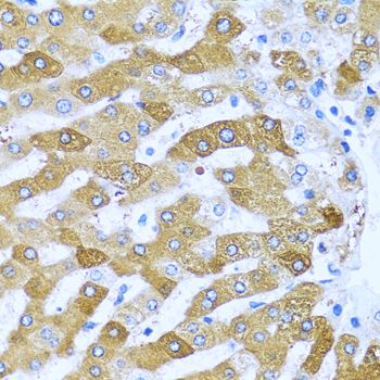 Immunohistochemistry - IFIT3 antibody (144-03924)