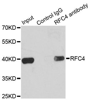 Immunoprecipitation - RFC4 Polyclonal Antibody (144-05485)