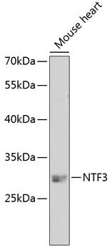 Western blot