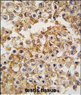 IHC-P
