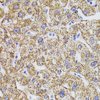 Immunohistochemistry - GATM Polyclonal Antibody (144-06598)