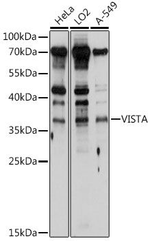 Western blot