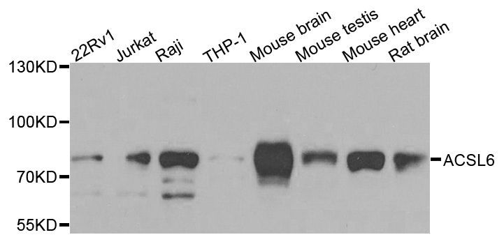 Western blot - ACSL6 antibody (144-07965)