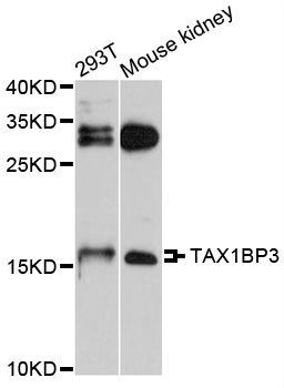 Western blot - TAX1BP3 antibody (144-08750)
